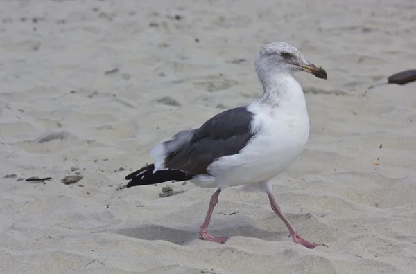 Seagull on Coronado Beach — Stock Photo, Image