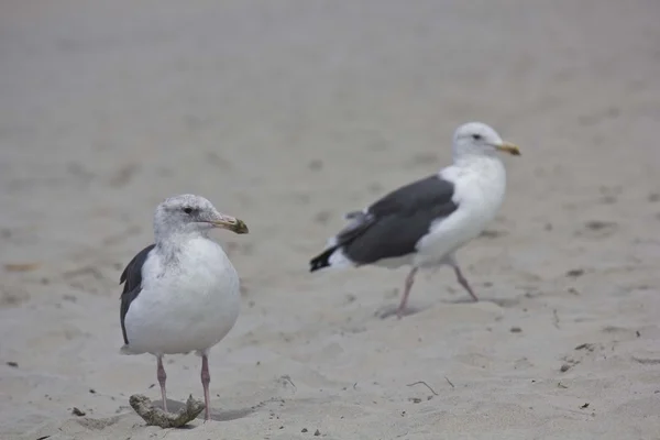 Zwei Möwen am Strand — Stockfoto