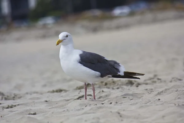 Möwe am Strand — Stockfoto