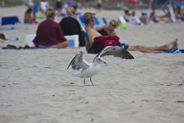 Möwe am Strand von Coronado — Stockfoto