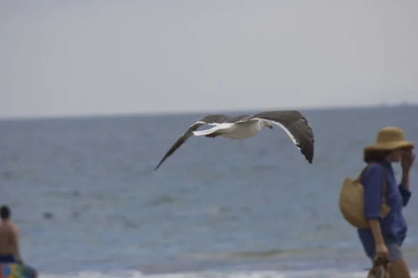 Möwe fliegt am Strand — Stockfoto