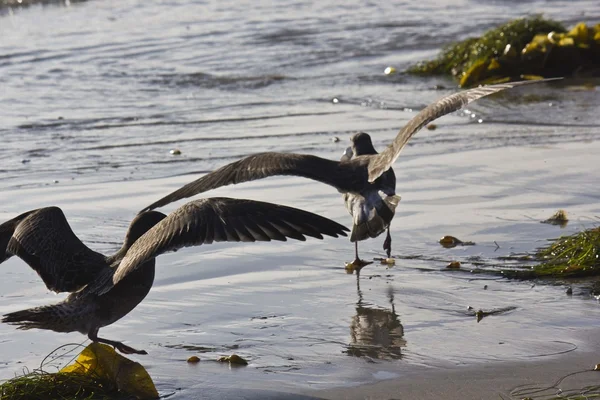 Gaivotas com asas abertas — Fotografia de Stock