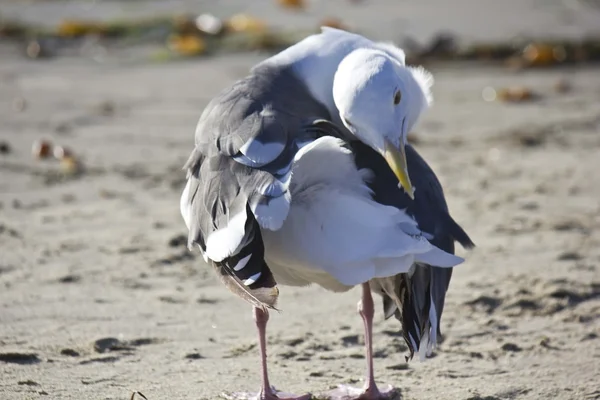 Gaivota torcida em San Diego Beach, na Califórnia — Fotografia de Stock