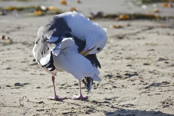 Twisted seagull on the Beach — Stock Photo, Image