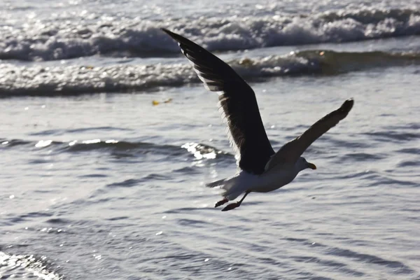 Seagull with open wings on the shoireline — Stock Photo, Image