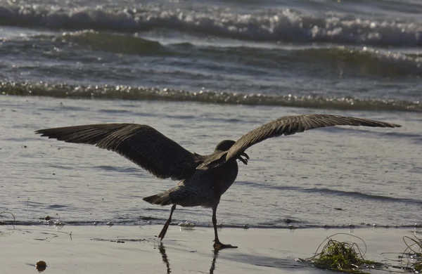 Gaivota com asas abertas na linha de costa — Fotografia de Stock