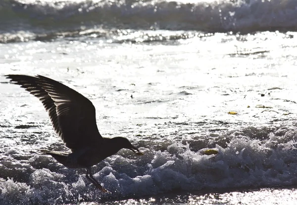 Seagull with open wings on the shoreline of San Diego Beach in California — Stock Photo, Image