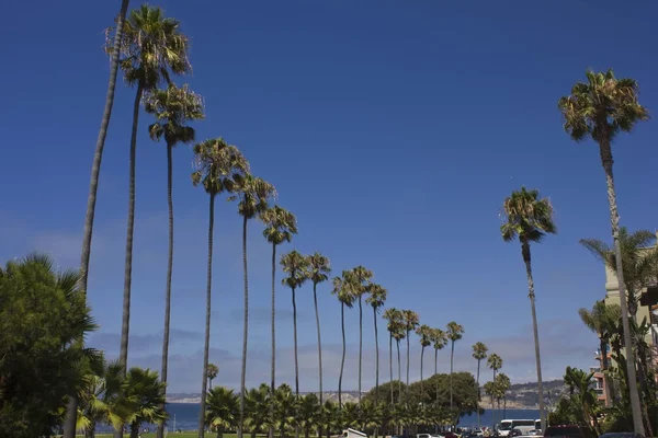 Palms in La Jolla — Stock Photo, Image