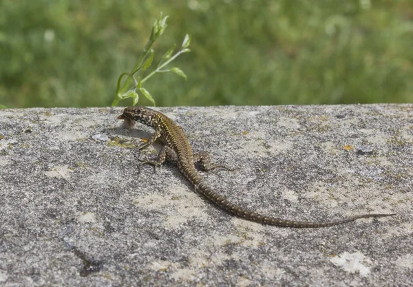 Green Lizard on the stone, eating something — Stock Photo, Image