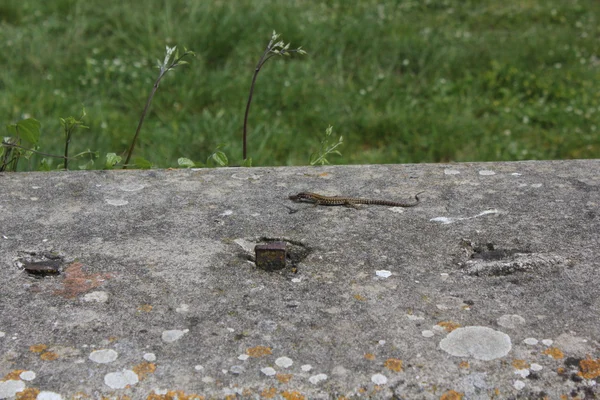 Lagarto verde en la piedra —  Fotos de Stock