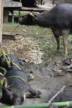 İki domuz ve kurban için bekleyen bir bufalo