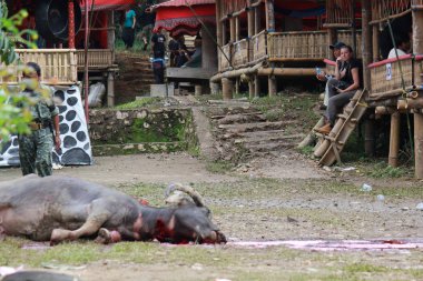 Ölü Buffalo zemin üzerinde yatıyordu