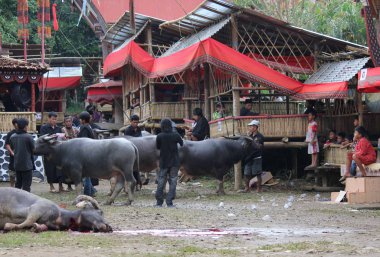 Torajan insanlar Endonezya bir cenaze töreninde