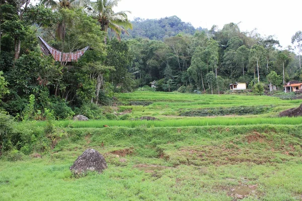 Campo rural en Indonesia — Foto de Stock