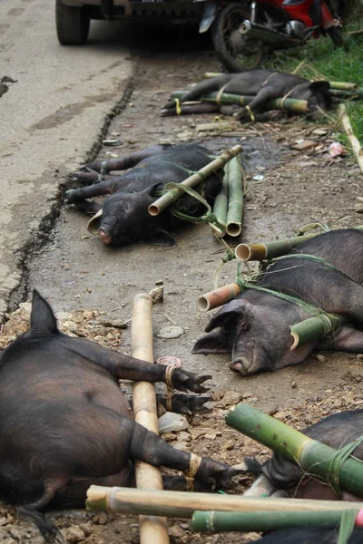 Свинины, привязанные к бамбуковым тростям перед тем, как их принести в жертву — стоковое фото