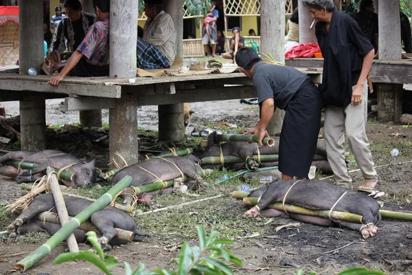 Tana Toraja Julio 2012 Cerdo Atado Cañas Bambú Antes Ser —  Fotos de Stock