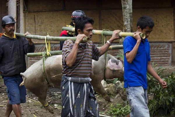 Indonesian People Carrying Tied Porks Stock Images Page Everypixel