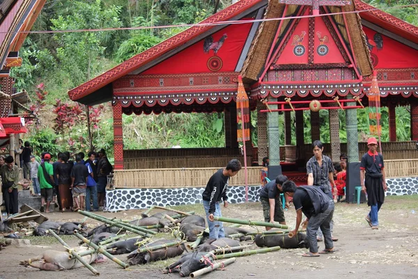 Grupp av Torajan runt svinen används som offer för en begravningsceremoni — Stockfoto
