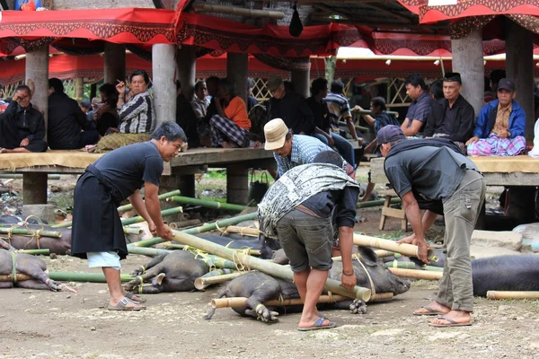 Los indonesios recogen cerdos —  Fotos de Stock