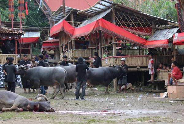 Le peuple Torajan lors d'une cérémonie funéraire en Indonésie — Photo