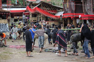 Endonezya insan taşıyan porks bağlı