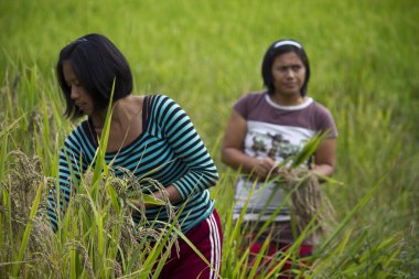 Two Farmers manually pick up rice