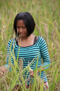 Çiftçi el ile pirinç kadar Seç