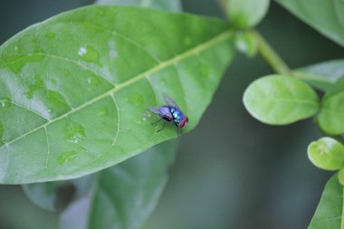 Mavi sinek bir yaprağına poz verdi.