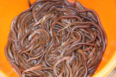 Canlı yılan balığı kutu