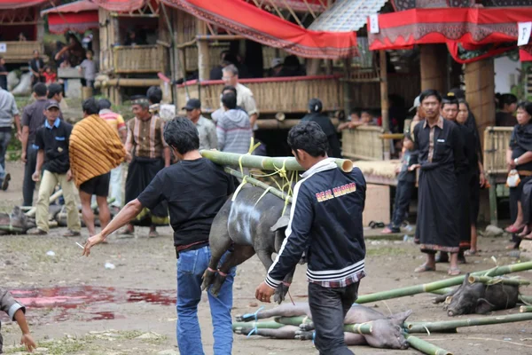 Peuple indonésien portant des porcs attachés — Photo
