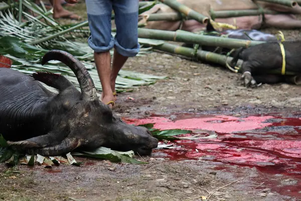 Ansikte på nära håll av en Killed buffel — Stockfoto