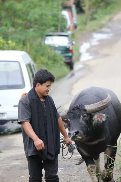 Ινδονησιακά-άνθρωπος φέρει ένα βουβάλι στο δρόμο — Φωτογραφία Αρχείου