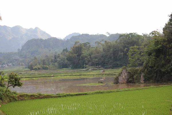 Падди-филд в Индонезии, регион Южный Сулавеси — стоковое фото