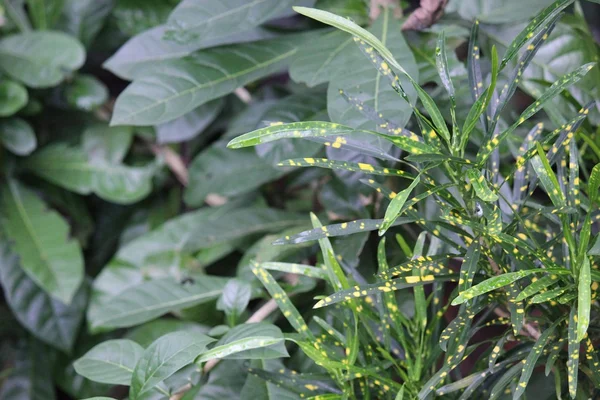 Sick plant in Indonesia