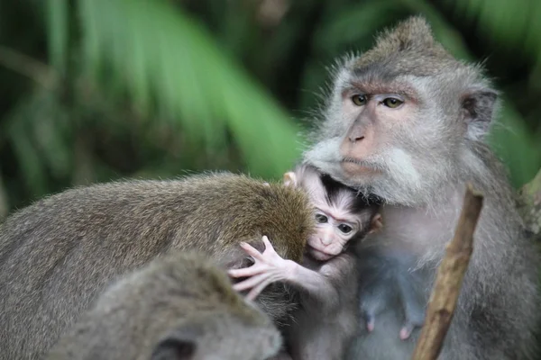 Anne ile bebek maymun