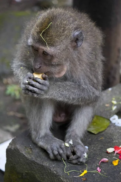 Makaken eten een koekjes — Stockfoto