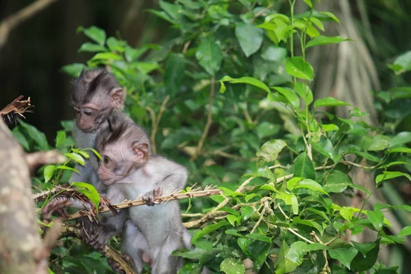 Dois jovens primatas sobem a árvore — Fotografia de Stock