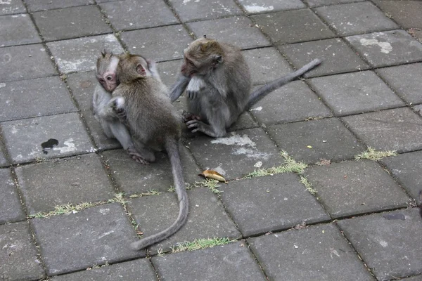 Abraço de macaco na indonésia — Fotografia de Stock