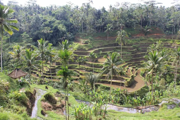 Campo de arroz con forma tradicional en Bali — Foto de Stock