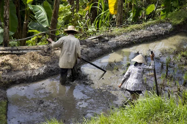 People working in a paddy field — Stock Photo, Image