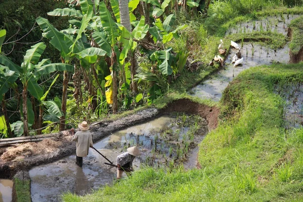 People working in a paddy field — Stock Photo, Image