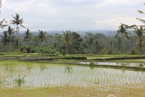 Endonezya 'daki pirinç tarlası — Stok fotoğraf