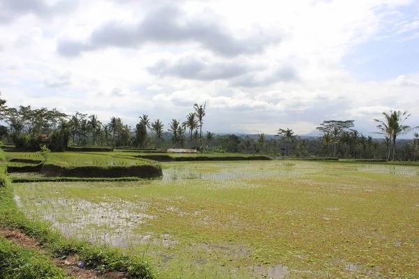 Endonezya 'daki pirinç tarlası — Stok fotoğraf