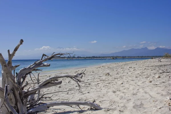 Bois flotté sur les îles Gili — Photo