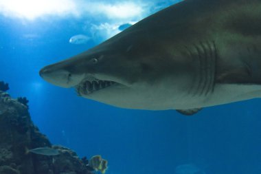 Big shark swimming underwater clipart