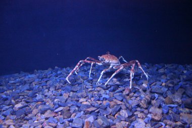 Long leg crab walkin in the depth clipart