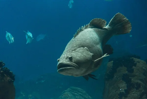 Napoléon poissons nageant — Photo