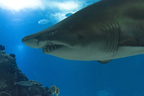 Großer Hai schwimmt unter Wasser — Stockfoto