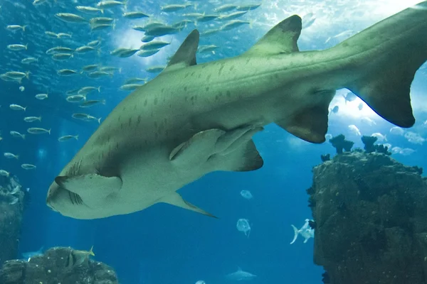 鲨鱼在里斯本水族馆里游泳 — 图库照片
