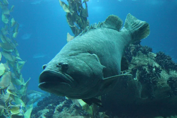 Big Napoleon fish swimming underwater — Stock Photo, Image